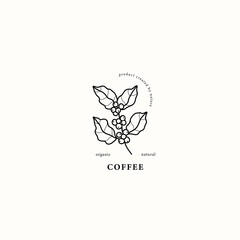 Line art coffee plant drawing