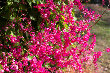Fototapeta premium Mexican creeper, Chain of love, Coral vine. Pink flower