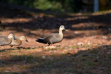 餌を探しながら地面を歩いているカルガモ