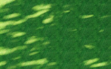 grass in the park