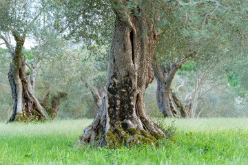 Ancient olive tree in olive grove garden