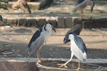 Beautiful Seabird is staying at a zoo of Bangladesh