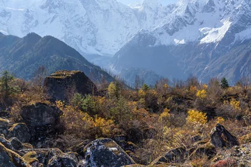 Foto auf Acrylglas Kangchendzönga Jannu peak, also known as Kumbhakarna or Phoktanglungma, rises above the autumn-colored vegetation on the Manaslu circuit trek in Nepal.