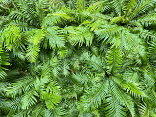 Fototapeta na wymiar green nature background. dark green foliage fresh plant, natural green leaves banner