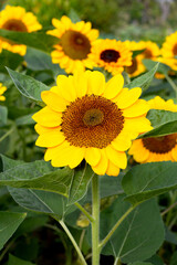 Sunflower field, Beautiful summer landscape.