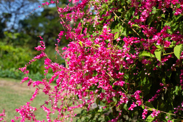 Obraz premium Mexican creeper, Chain of love, Coral vine. Pink flower