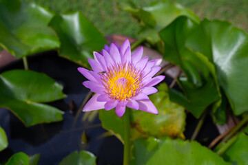 Nymphaea lotus flower with leaves, Beautiful blooming water lily