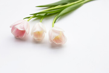 White pink tulips on white background.