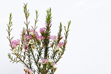 Pink white waxflower on white background.