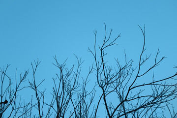 Beautiful view of branches in the tree in winter