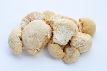 Fresh lion's mane mushroom on white background