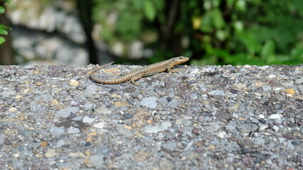 Kleine Echse auf Steinmauer in Italien