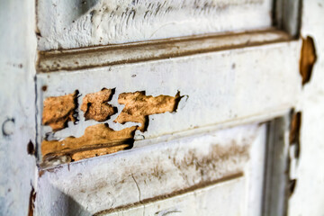 House doors made of wood infested by termites