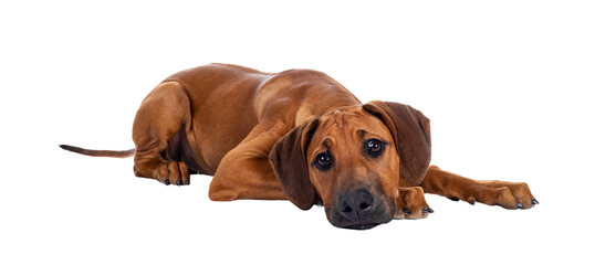 Cute wheaten Rhodesian Ridgeback puppy dog with dark muzzle, laying down side ways facing front. Looking at camera with sweet brown eyes and sad face. Isolated cutout on transparent background.