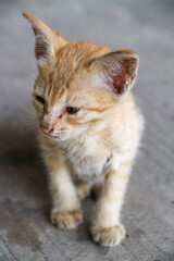 An orange kitten that looks emaciated from living on the streets