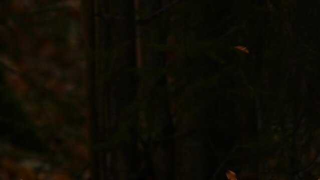 Falling seeds of ash tree (Fraxinus) - Autumn sunny wild forest in slow motion