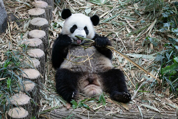 Close up Cute Panda in Singapore Zoo