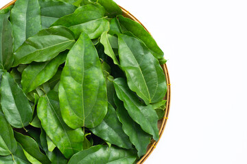 Fresh tiliacora triandra green leaves