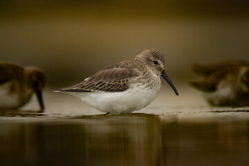 dunlin on the lake