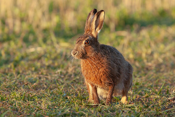 Beautiful brown wild hare close up
