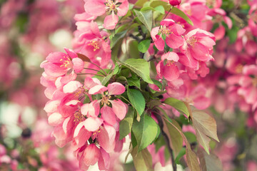 Blooming apple tree in the spring garden.