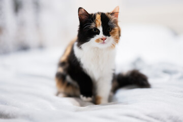 Thre colors brown black white kitty cat on bed.