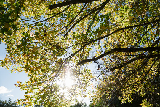 Sun gleaming through the trees green leaves