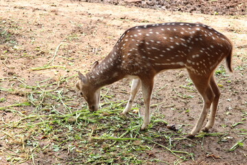 Deer is eating his food in a Bengal zoo