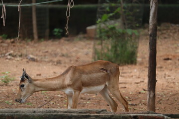 Dorcas gazelle fawn is staying at Arighnar Anna zoologycal Park.