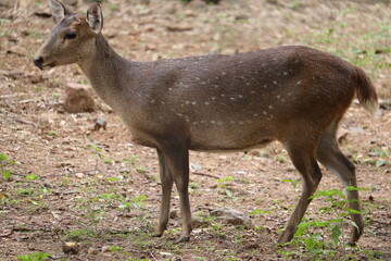 Naklejka na ściany i meble Female African Isolated deer at a zoo