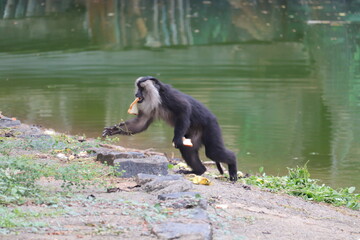 Funny Lion tailed Macaque monkey is stole a pice of bread at the zoo.