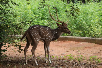 Naklejka na ściany i meble Indian male chital deer is staying at a zoo