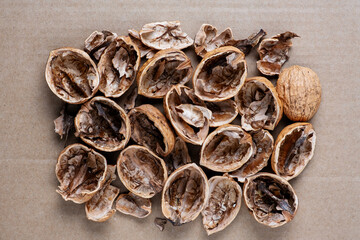 Empty walnut shells on paper