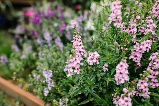 close up shot of a willowleaf angelonia plant