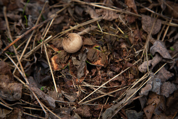 mushroom in the forest