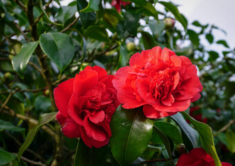 first bloom of spring. red camellia flowers growing on garden bush. seasonal flowering shrub.