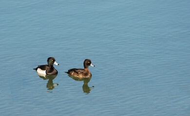 A male and female  tufted duck (Aythya fuligula) swimming at river