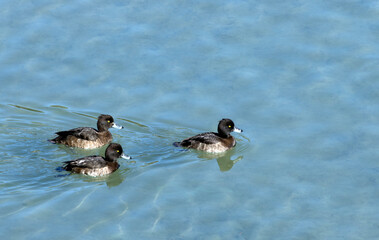 A group of three female tufted ducks swimiming on river