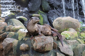 North american river otter staying in Indian park.