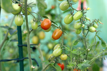 pomidorki koktajlowe w ogrodzie, tomatoes in the garden, w szklarni, in the greenhouse