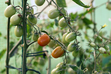pomidory w ogrodzie, tomatoes in the garden, w szklarni, in the greenhouse