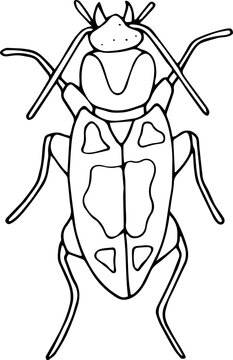 Hand drawn beetle icon in doodle style. Vector children's illustration for coloring.
