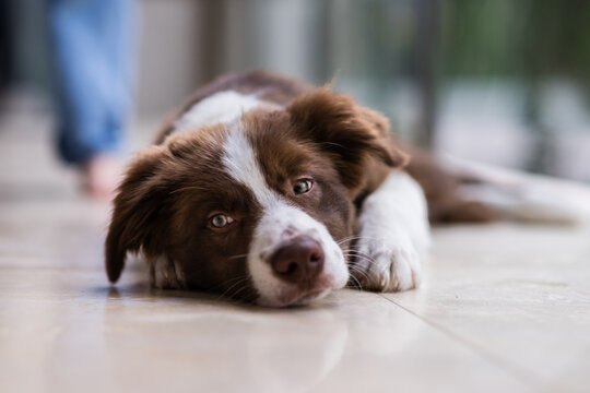 border collie puppy