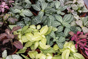 Fittonia (nerve plant) cultivation in a plant nursery. This plant is native to South America but it...