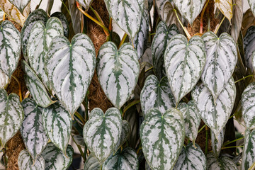 Philodendron brandtianum leaves. Concept for natural background, foliage, leaves, variegated leaves, plant nursery, horitculture and tropical plants. © fabrizio