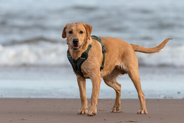 Young labrador at the beach. Cute wet dog portrait.