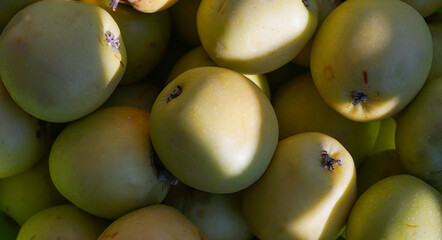 Lots of green apples