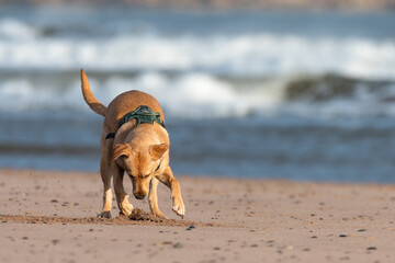 Labrador digging in the sand on the Scottish coast in winter.