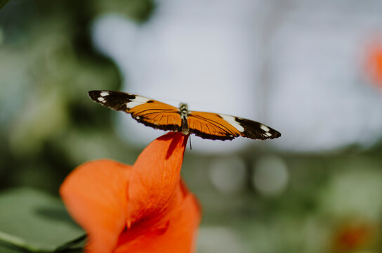 Close-up of Isabella's longwing on hibiscus