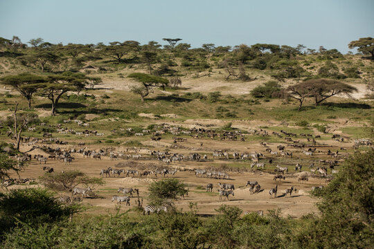 High angle view of wildebeests and zebras on field